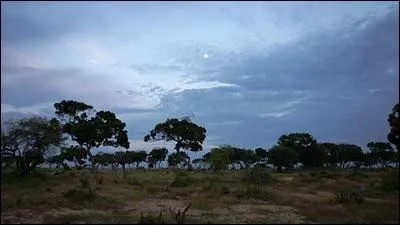 Orthographe : « Le jour (... ) et velouté de la lune descendait dans les (... ) des arbres
