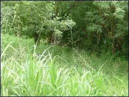 Dans une (... ), de l'autre côté de la rivière,