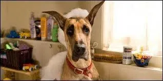 Quel est le titre de ce film ?