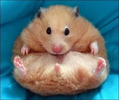 C'est la premire chose que l'on vous apprend chez les parachutistes, afin d'atterrir sans dommages !