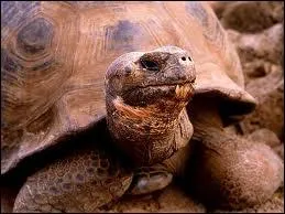 Dans quelle famille la tortue se trouve-t-elle ?