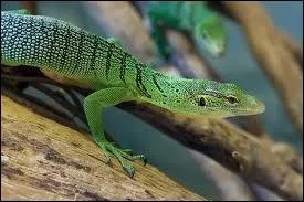 Quel est ce reptile ?