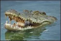 De quoi se nourrit le crocodile du Nil, exceptionnellement ?