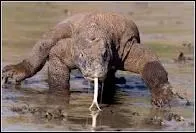 Quel est le poids d'un Dragon de Komodo dans la nature, en moyenne ?