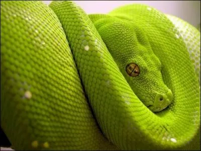 Regardez, ce serpent est tout vert et à l'air très grand, allez donc en France et vous pourrez le voir dans son milieu naturel.