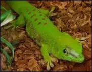 Quelle est l'espèce de ce Gecko ?