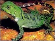 Il y a environ 9350 espèces de reptiles dans le monde.