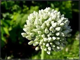 Si vous dgustez un rougail fleurs d'z'oignons et poulet boucan, qui vous a invit ?