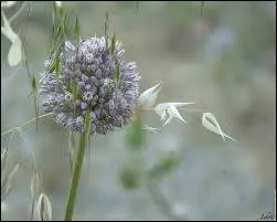 Il a le caractre bien tremp et vit librement. De quelle plante provient cette fleur ?