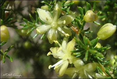 Si l'on y regarde de trs prs, c'est ce que l'on observera sur les hautes tiges de cette reine de la culture franaise.