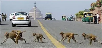 Veuillez terminer la citation : Sous moi donc, cette troupe s'avance ...