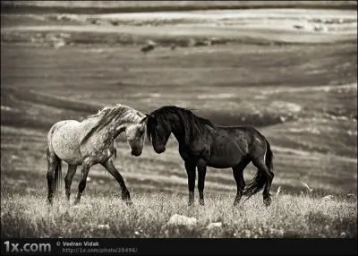 Dans ce film de Robert Redford, il murmurait  l'oreille des chevaux !