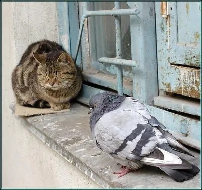 Quel mot ou expression vous inspire cette photo ? Notez que le chat est endormi !