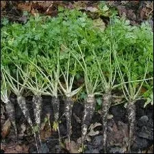 Morceaux pols dans du beurre et accompagns de lardons fums. Voil une recette simple mais, goteuse, confectionne avec une longue racine charnue.