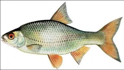 Quel est ce poisson ?