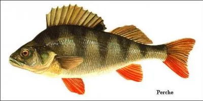 Quel est ce poisson ?