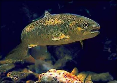 Quel est ce poisson ?