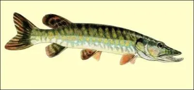 Quel est ce poisson ?