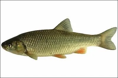 Quel est ce poisson ?