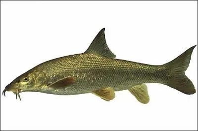 Quel est ce poisson ?