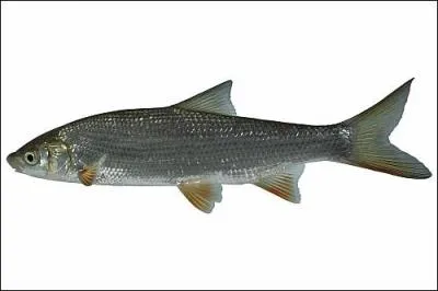 Quel est ce poisson ?