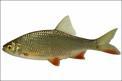 Quel est ce poisson ?