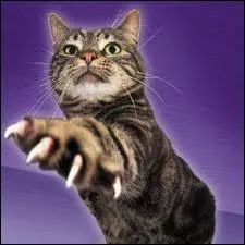 Mon second est une arme fline, que les rapaces peuvent craindre et utiliser galement.