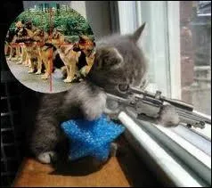 Ce chat fait penser  un personnage, mais de quel film ?