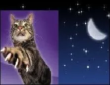 Ce chat fait penser  un personnage, mais de quel film ?