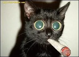 Ce chat fait penser  un personnage, mais de quel film ?