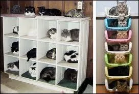 Ces chats font penser  un film, lequel ?