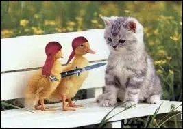 Ce chat fait penser  un personnage, mais de quel film ?