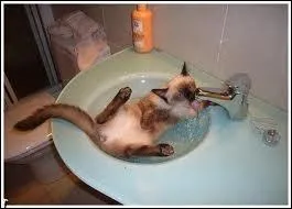 Pour se dtendre, on peut faire comme ce chat ...