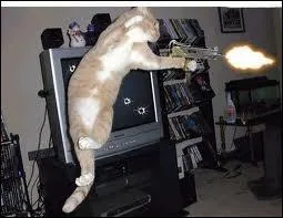 Ce chat peut remplacer Keanu Reeves. Dans quel film ?