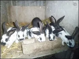 Les lapins sont des rongeurs.