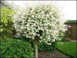 Le saule-crevette est...