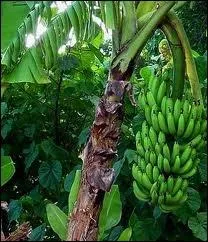 Les bananes poussent dans des arbres.