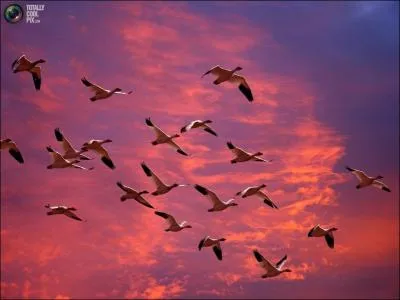 Et cet oiseau, que l'on qualifie de  blanche  en parlant d'une jeune fille un peu niaise, le connaissez-vous ?