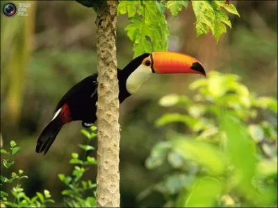 Il survole des forts o vit le paresseux !