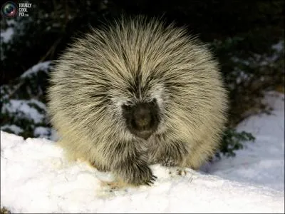 On le trouve un peu partout dans le monde, allez-vous l'identifier ?