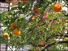 Direction : la Place d'Espagne. Ces arbres emblmatiques ornent les alles mais leurs fruits ne sont pas comestibles.