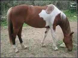 Quelle est la robe de ce cheval ?