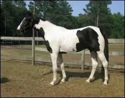 Quelle est la robe de ce cheval ?