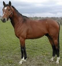 Quiz Chevaux