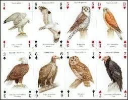 Combien y a-t-il de rapaces dans le monde, en moyenne ?