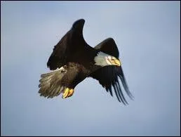 Comment dit-on qu'un rapace est actif le Jour et inactif la nuit ?