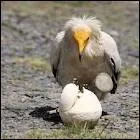 Quelle est la particularit du Percnoptre ?