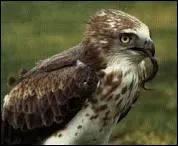 Quel est ce rapace ?