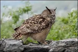 Quel est le poids de Hibou grand Duc femelle ?