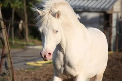 Quelle est la robe de ce cheval ?